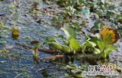 菱角种子价格及种植方法大全 菱角种子价格及种植方法