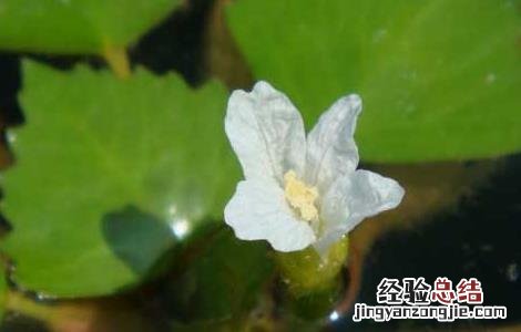 菱角种子价格及种植方法大全 菱角种子价格及种植方法