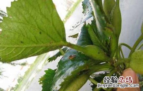 菱角种子价格及种植方法大全 菱角种子价格及种植方法