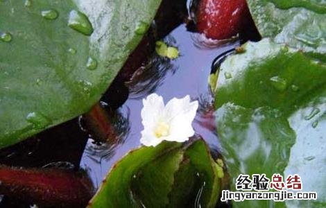 菱角种子价格及种植方法大全 菱角种子价格及种植方法