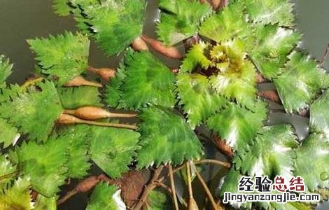 菱角的种植技术 菱角高产种植技术