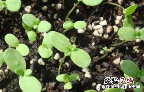 茼蒿种子价格及种植方法 茼蒿种子价格行情