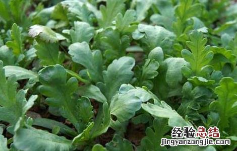 茼蒿种子价格及种植方法 茼蒿种子价格行情