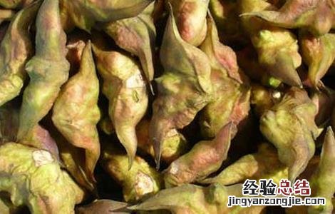 菱角一般什麽時候上市 菱角什麽時候成熟上市