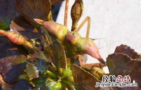 菱角一般什麽時候上市 菱角什麽時候成熟上市