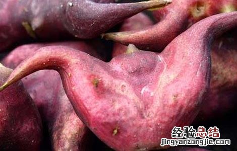 菱角一般什麽時候上市 菱角什麽時候成熟上市
