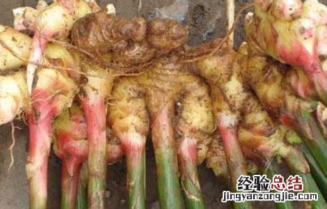 小黄姜价格及种植方法视频 小黄姜价格及种植方法