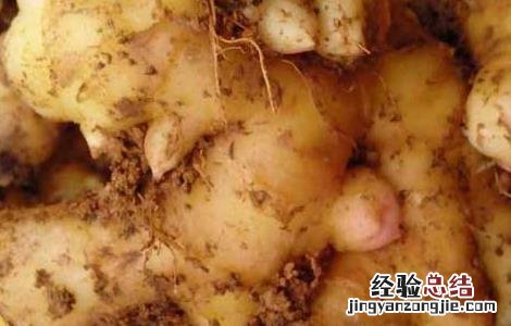 小黄姜价格及种植方法视频 小黄姜价格及种植方法