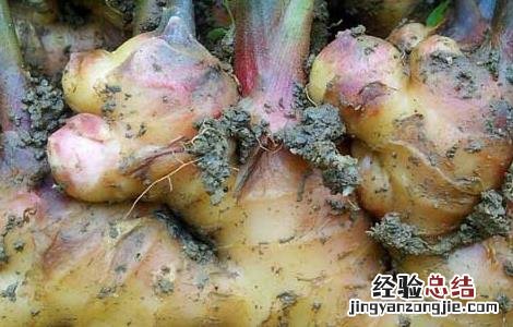 小黄姜价格及种植方法视频 小黄姜价格及种植方法