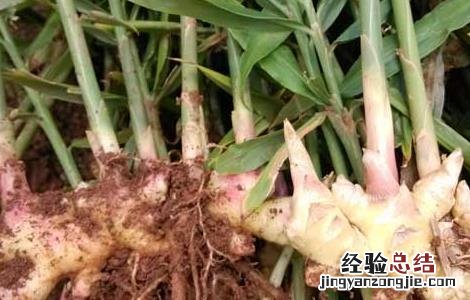 小黄姜价格及种植方法视频 小黄姜价格及种植方法