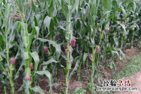 玉米苗怎么用 玉米小苗打什么药荘苗