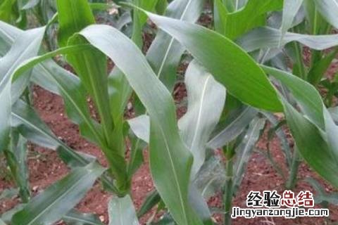 玉米苗怎么用 玉米小苗打什么药荘苗