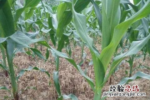 玉米苗怎么用 玉米小苗打什么药荘苗