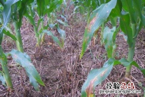 玉米苗怎么用 玉米小苗打什么药荘苗