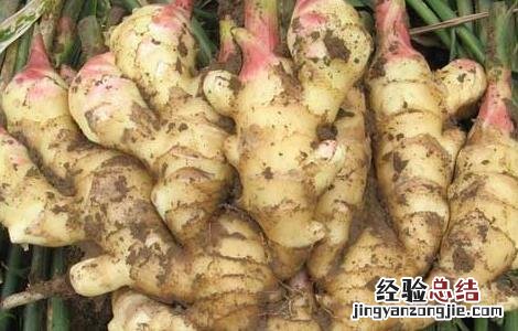 生姜种子价格及种植方法 生姜种子价格及种植方法图片
