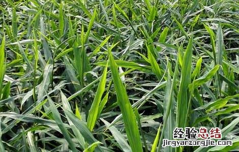 生姜种子价格及种植方法 生姜种子价格及种植方法图片