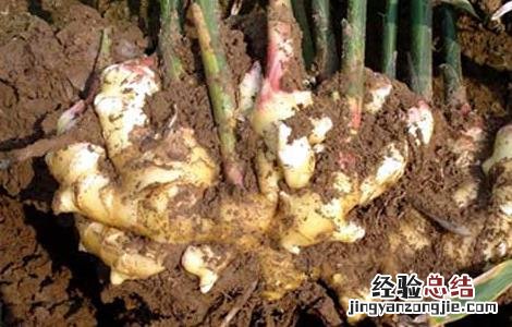 生姜种子价格及种植方法 生姜种子价格及种植方法图片