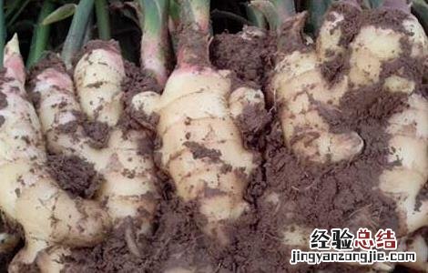 生姜种子价格及种植方法 生姜种子价格及种植方法图片