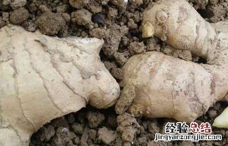 生姜种子价格及种植方法 生姜种子价格及种植方法图片