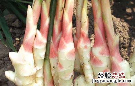 生姜种子价格及种植方法 生姜种子价格及种植方法图片