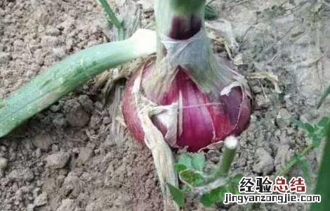 洋葱种子价格及种植方法 洋葱种子价格及种植方法图片