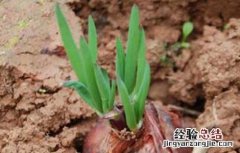 洋葱种子价格及种植方法 洋葱种子价格及种植方法图片