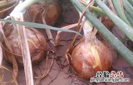 洋葱种子价格及种植方法 洋葱种子价格及种植方法图片
