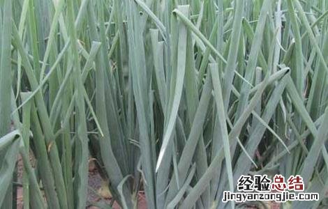 洋葱种子价格及种植方法 洋葱种子价格及种植方法图片