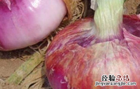 洋葱种子价格及种植方法 洋葱种子价格及种植方法图片