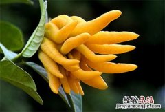 佛手柑什么味道 佛手柑