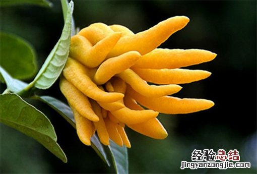 佛手柑什么味道 佛手柑