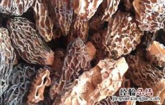 羊肚菌真的有毒吗 羊肚菌真的有毒吗