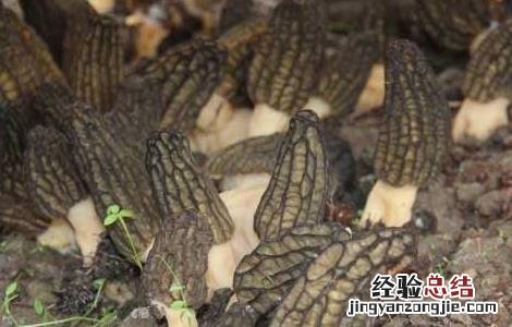 羊肚菌真的有毒吗 羊肚菌真的有毒吗
