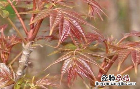 香椿种子价格及种植方法 香椿种子价格及种植方法视频
