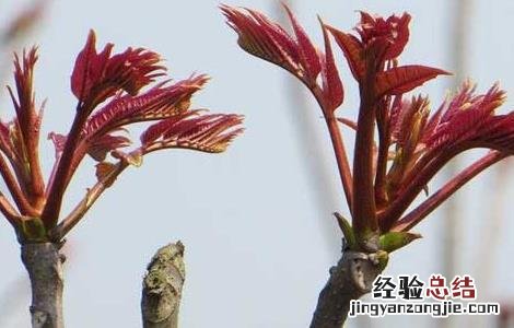 香椿种子价格及种植方法 香椿种子价格及种植方法视频