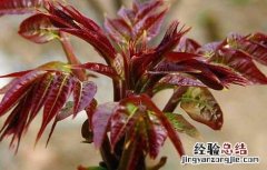 香椿种子价格及种植方法 香椿种子价格及种植方法视频