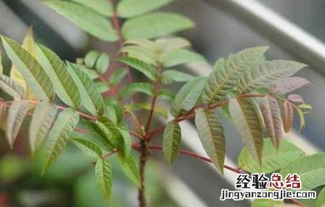 香椿种子价格及种植方法 香椿种子价格及种植方法视频