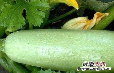 西葫芦种子价格及种植方法 西葫芦种子价格及种植方法视频