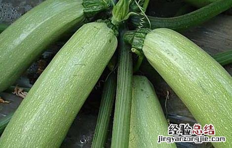 西葫芦种子价格及种植方法 西葫芦种子价格及种植方法视频