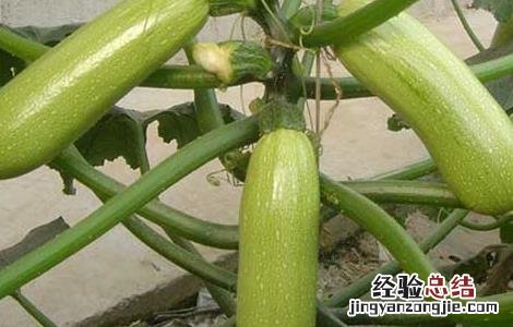 西葫芦种子价格及种植方法 西葫芦种子价格及种植方法视频