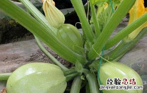 西葫芦种子价格及种植方法 西葫芦种子价格及种植方法视频