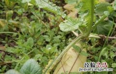 萝卜种子价格及种植方法大全 萝卜种子价格及种植方法