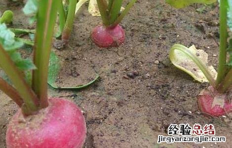 萝卜种子价格及种植方法大全 萝卜种子价格及种植方法