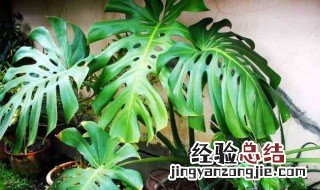 龟背竹气根有什么用 龟背竹气根怎么培育