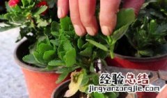 家里养花在花期能施肥吗 家里养花在花期能施肥吗