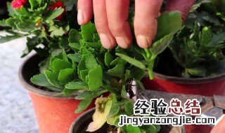 家里养花在花期能施肥吗 家里养花在花期能施肥吗