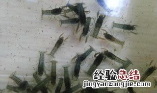 刚生出来的小虾怎么养 刚生下来的虾怎么养