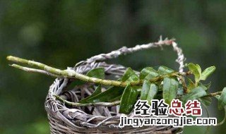 石斛的适宜温度 石斛适应温度