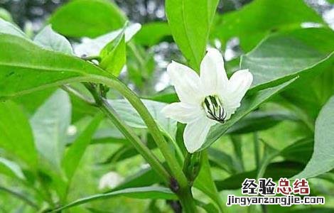 各种辣椒种子价格及图片 辣椒种子价格及种植方法