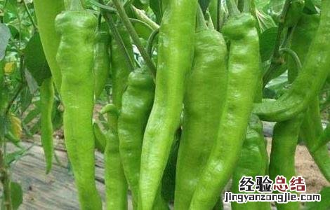 各种辣椒种子价格及图片 辣椒种子价格及种植方法